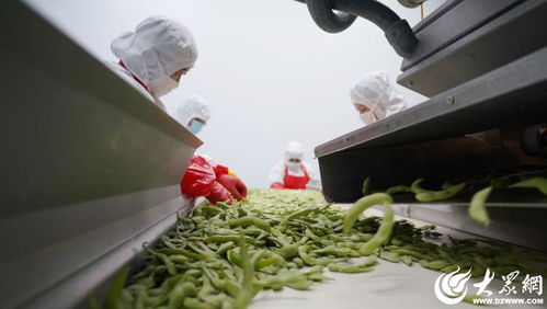 山東沂南 小果蔬撬動大產(chǎn)業(yè)，食品包裝機械助力騰飛